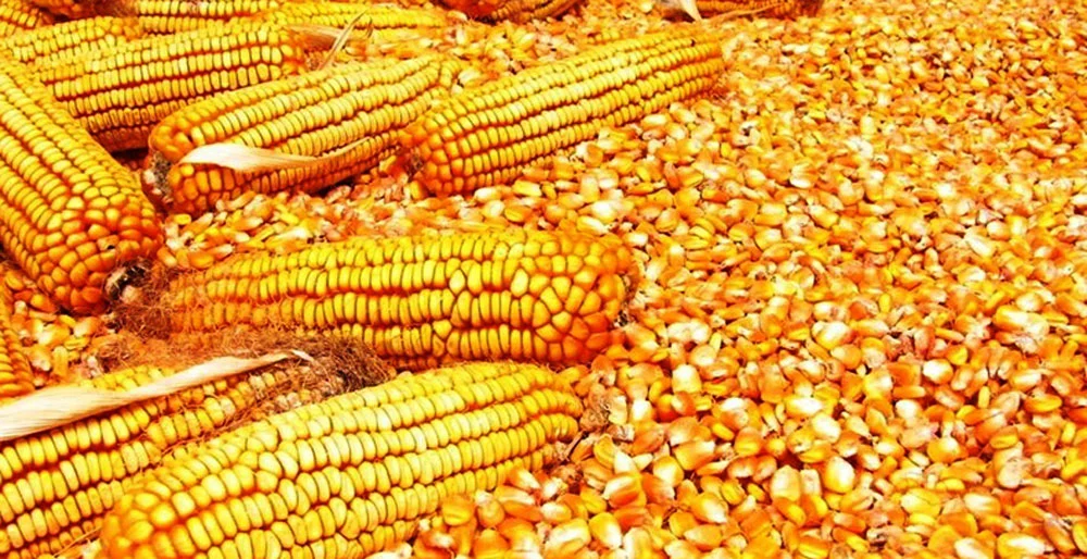 makai2021 12 31 01 33 12